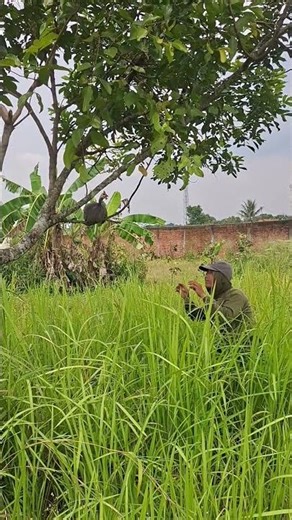 This jungle fowl is often found beside the house #trending #vidioviral #birds #animals #amazing