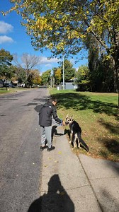 🐾 Meet Koda - A Diamond in the Rough 🐾 This gorgeous 6-month-old German Shepherd girl is ready to find her perfect match! Koda is a strong, confident pup with a big personality, and she needs an equally strong leader to help her reach her full potential. The Real Talk: Koda came to us without the early structure and boundaries that puppies need, and she's showing us exactly what that looks like. She's a smart, spirited girl who will test every limit you set—not because she's bad, but because n