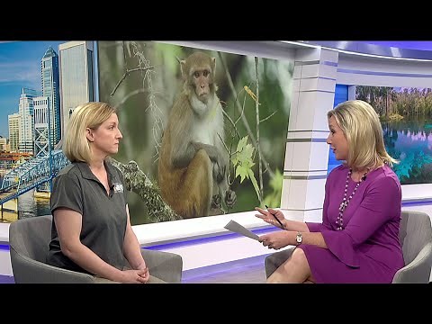 What You Need to Know about Rhesus Monkeys