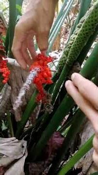 La palma de iraca #campo