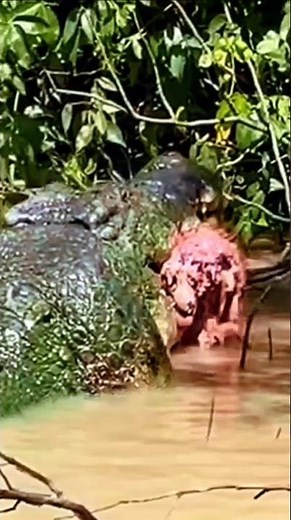 大型ワニが鹿を捕食する #animals #動物 #wildlife #特有種 #捕食シーン ＃クロコダイル #捕食者ワニ #ワニ ＃モンスター #巨大ワニ