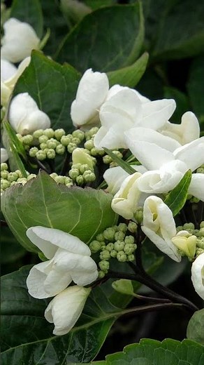 NEW! Seaside Serenade® Glacier Bay Hydrangea