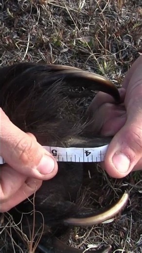 That would mess you up! #grizzlybear #hunting #alaska #huntingadventures