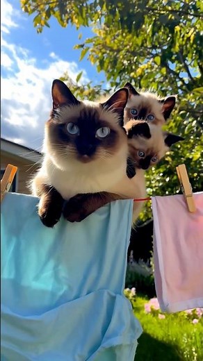 😺 Siamese Cat Family Adventure | Cute Cats & Kittens Playing Outdoors 🐾