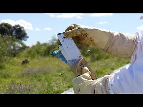 Calistrip Biox by Calier | Distributed by BeeVital in Germany, Austria & Czechia [CZE Usage video]