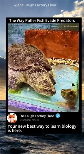 🐡This is how 🌊 puffer fish 🦈evades predators ⚠️ | MDCT