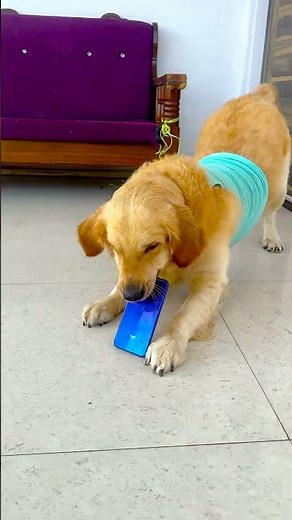 मेरे डॉगी ने मेरी क्या बात मान ली😱 #funnydogs #shorts