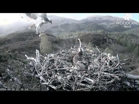 Garry brings Aurora the Loch Arkaig Osprey a fourth fish but she's still not interested 30 Apr 2026