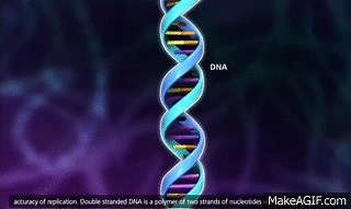 DNA Replication Process [3D Animation] on Make a GIF
