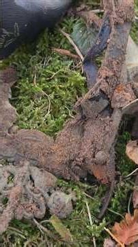 ww1 german position excavation from rigasfrontline easternfront and pickelhaube helmet find #ww1 #xp