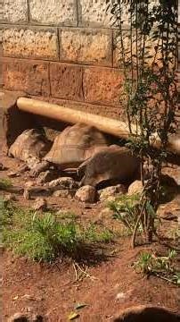 Cute Turtle fight in Nairobi National Museum #massaimara #travel