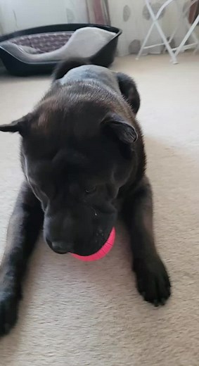 rodi (@rodicanita193)’s videos with Bouncy Ball - Dora The Explorer