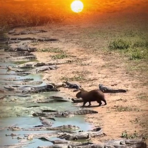 خنزير المياه يعبر النهر والتماسيح واقفه بتتفرج عليه💣💣