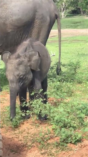 A Mesmerizing Elephant Encounter Deep in the Reserve #elephant #elephantconservation