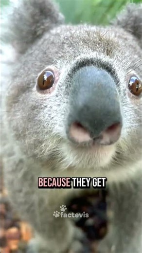 The word “koala” means “no drink” in an Aboriginal language ⁉️ #koala #facts #shortvideo #shortfeed