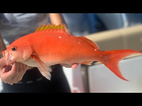 RARE CREOLE Snapper Catch Clean and Cook (How To Make Your Fish Last Longer)