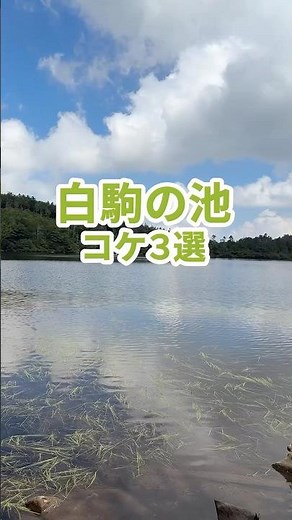 Introducing three types of moss found around Shirakome Pond #ShirakomePond #moss #observation