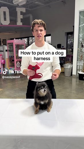 How to Properly Put on a Dog Harness