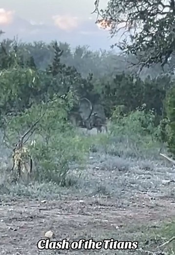 Clash of the Titans ⚔️ @stetson.2 #axisaddict #axisdeer #axisbuck #chital #texas #texashunting #lonestarstate #texashillcountry #deer #deerhunting #venison #wildgame #huntingisconservation #whitetail #axishunting