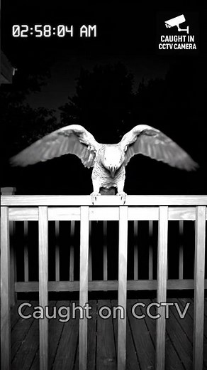 Unseen Night Vision Footage — You won’t believe what this camera caught at night!