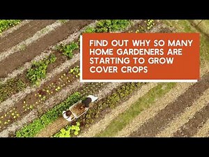 All Purpose Garden Cover Crop Seed Mix - Perfect for Home Gardeners - Nitrogen Boosting-Soil Health