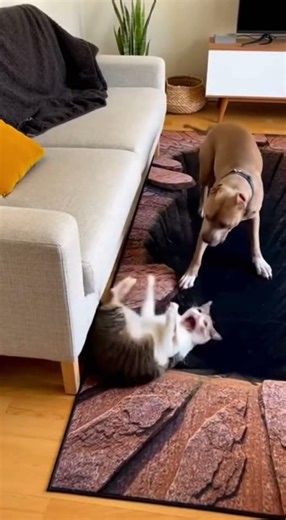 Cat Screams While Attacking the Dog #viral #cat #crazz