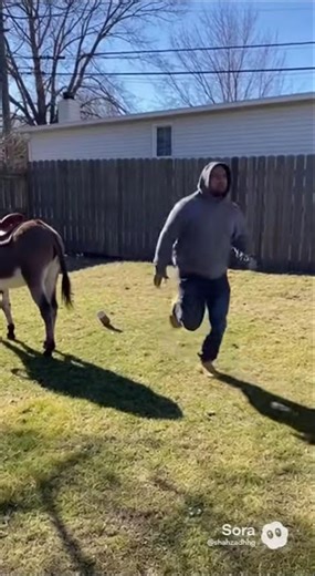 Man Tries to Ride Donkey and Gets Kicked | Funny Fail Moment