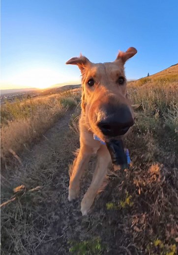 Golden Retriever Adventures with Insta360