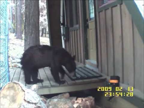 Electric Doormat Successfully Deters Bear in Lake Tahoe, CA