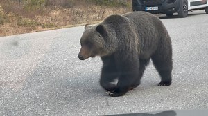 770K views · 10K reactions | Oh what an evening. Grizzly bear out for a stroll in Jasper National Park. #Bear #grizzly #nature #wildlife #jasper | Abandoned Alberta Book & Photos | Facebook