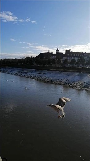 Nature healings#nature #views #city #beautiful #viralshort #france #seagull