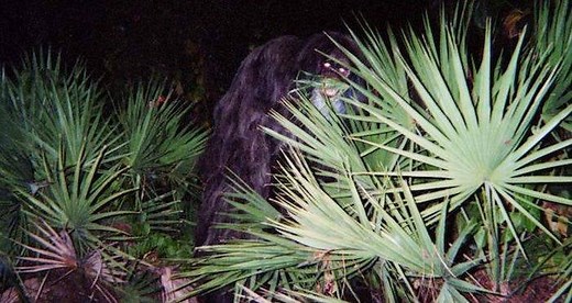 Meet The Skunk Ape, Florida's Answer To Bigfoot