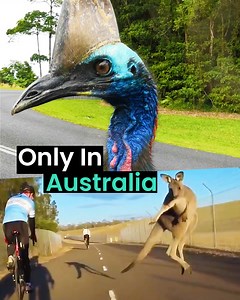 Animal encounters: Australia edition 🦘🇦🇺 | Animal Antics