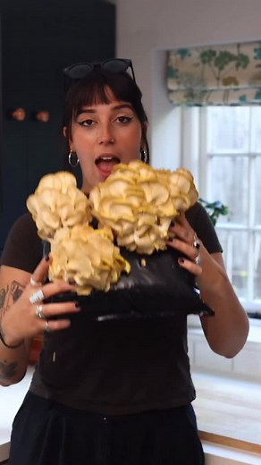 1.1K views · 3 comments | Looking for a new hobby to get you through the colder months?  Why not give mushroom growing a go? Our kits arrive ready to get you started, just a few simple steps and you’ll be watching your mushrooms flourish in no time ✨ They’re selling fast, so be quick! Head to our website to grab yours now 酪 | Urban.Farm.it | Facebook