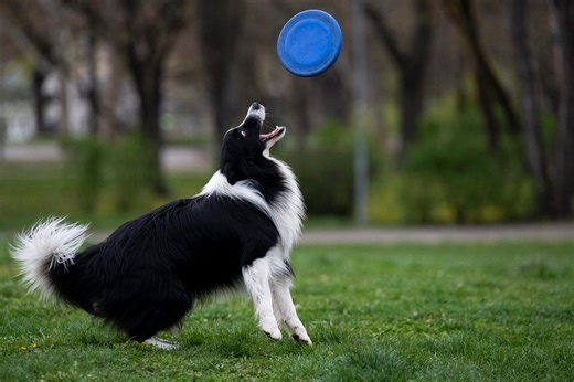 What to know before getting a border collie