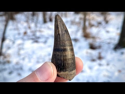 My BIGGEST Croc Tooth EVER! | Winter Fossil Collecting