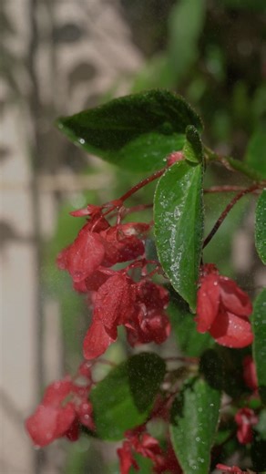 almost ran over my dads toes