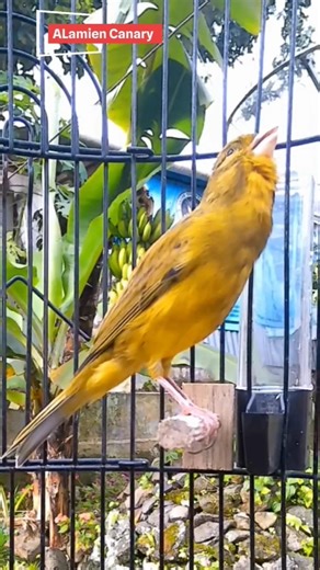 Canary Song Bird Song #birds #birdsong #canarysong