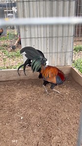 13K views · 550 reactions | Troy hatch looking shap | Troy Thompson gamefarm | Facebook