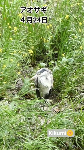 アオサギ(蒼鷺)93cm留鳥2026.4.24関東で撮影#アオサギ#ペリカン目 #野鳥観察 #自然観察 #川#留鳥