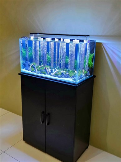 Jungle Design Aquascape Kit Installation