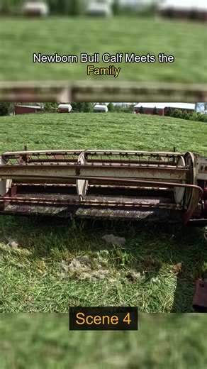 #Homesteading#FarmLife#HaySeason#CowBirth#SmallFarm