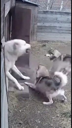 Alabai Defends Small Puppy from Wild Wolves.