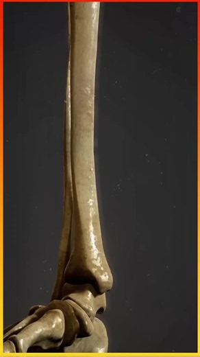 Amazing Facts About Human Bones You Won't Believe