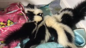 2.2K views · 181 reactions | Baby skunks chowing down! These five...