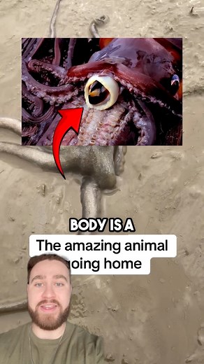 279K views · 588 reactions | The Wild Reason Octopuses Can’t Be Contained! #fblifestyle | Davidjustinn | Facebook