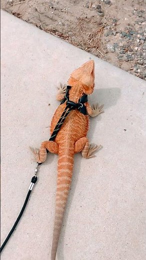 Bearded Dragon on Leash Walking Slow Motion Hunting Mode Cute Reptile #shorts