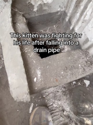 This kitten was trapped in drain pipe how could people be so heartless. #cat #KindnessMatters #AnimalRescue #CatLover #sad #AbandonedKitten #KittenRescue #ForYouPage #FYP #Kitten #SaveAnimals #RescueStory #PetLover