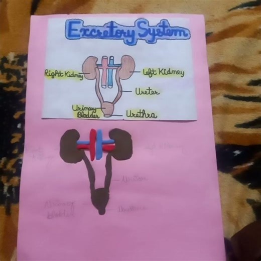 Science project on excretory system🧿🧿🧿🧿