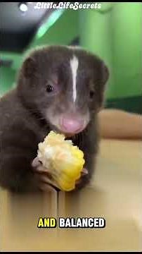 Skunk: The Small Animal with the Strongest Defense in Nature